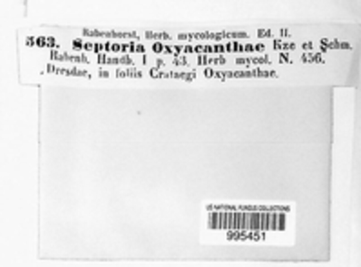 Septoria oxyacanthae image